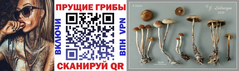 продажа наркотиков  Усинск  Псилоцибиновые грибы Cubensis 